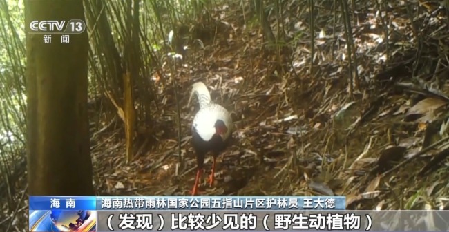 雨林探“花园” 来感受海南的“绿色脉搏”