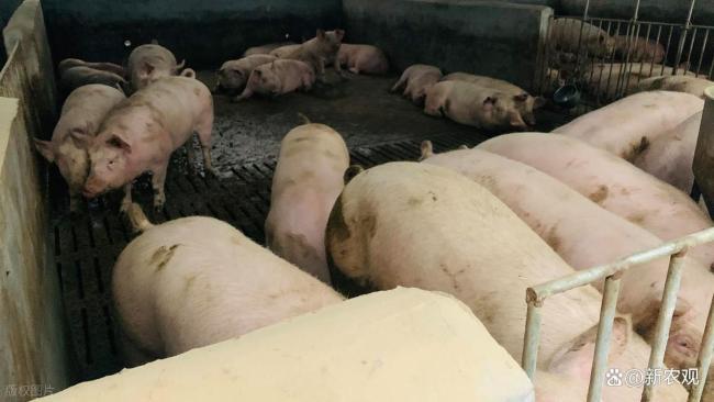 全国猪价已跌破5元 养殖业面临深度亏损