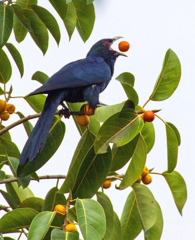 高三学生求拆鸟巢被校长温柔劝解