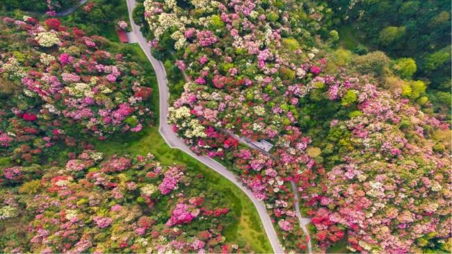 请查收春游贵州“优惠大礼包” 赏花体旅乐不停