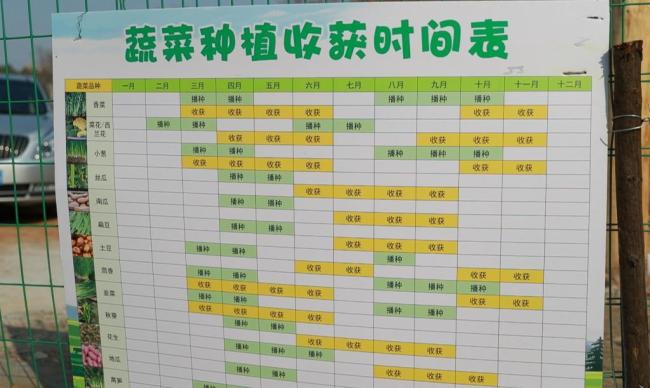 共享菜园火了 都市农夫种菜忙 亲子体验田园乐趣