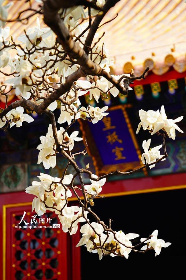 北京：地坛公园玉兰花盛放