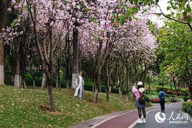 廈門：宮粉羊蹄甲花開滿城