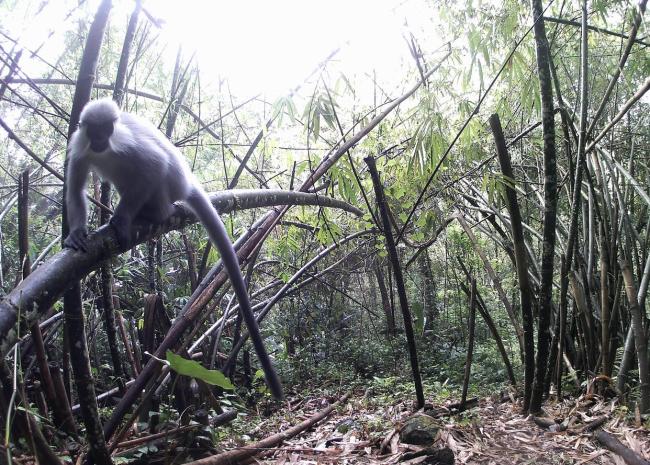 西藏墨脱首次记录到肖氏乌叶猴