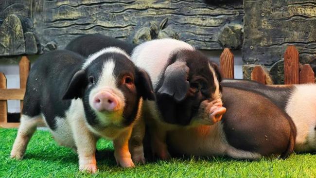 你能感受到猪肉价格下降吗 供需平衡面临挑战