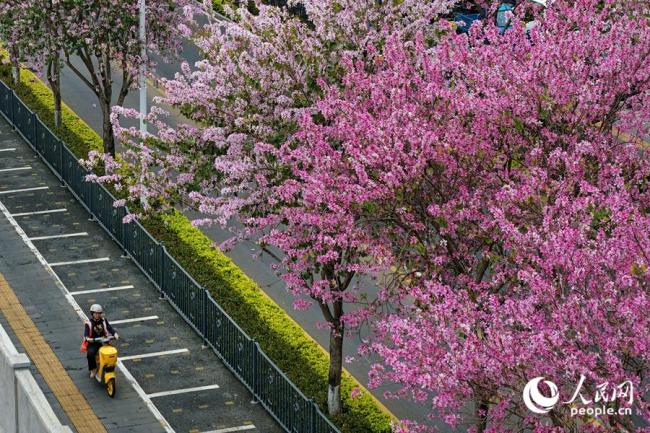 廈門：宮粉羊蹄甲花開滿城