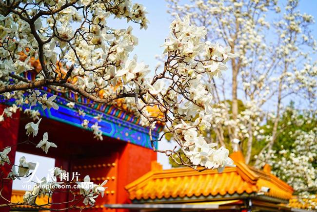 北京：地坛公园玉兰花盛放