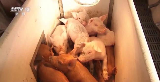 猪肉价格进入过度下跌一级预警区间 供需失衡探底