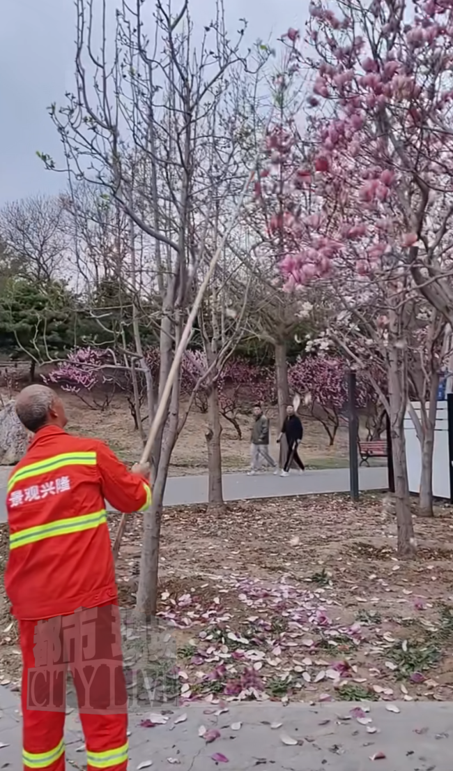 公园回应工作人员用竹竿打落花朵