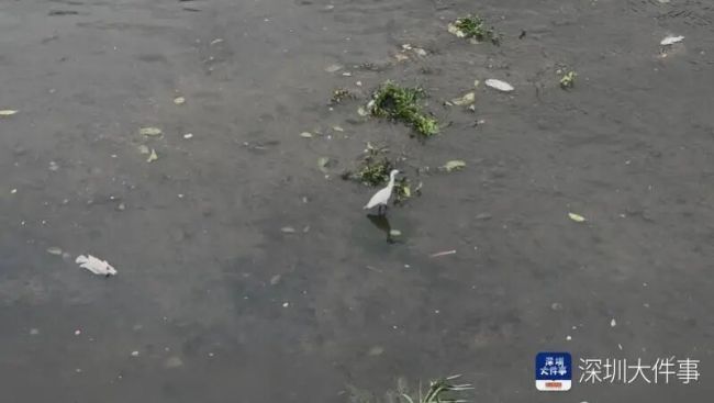 水务局称漂浮大量死鱼河道水质达标 市民担忧水质问题