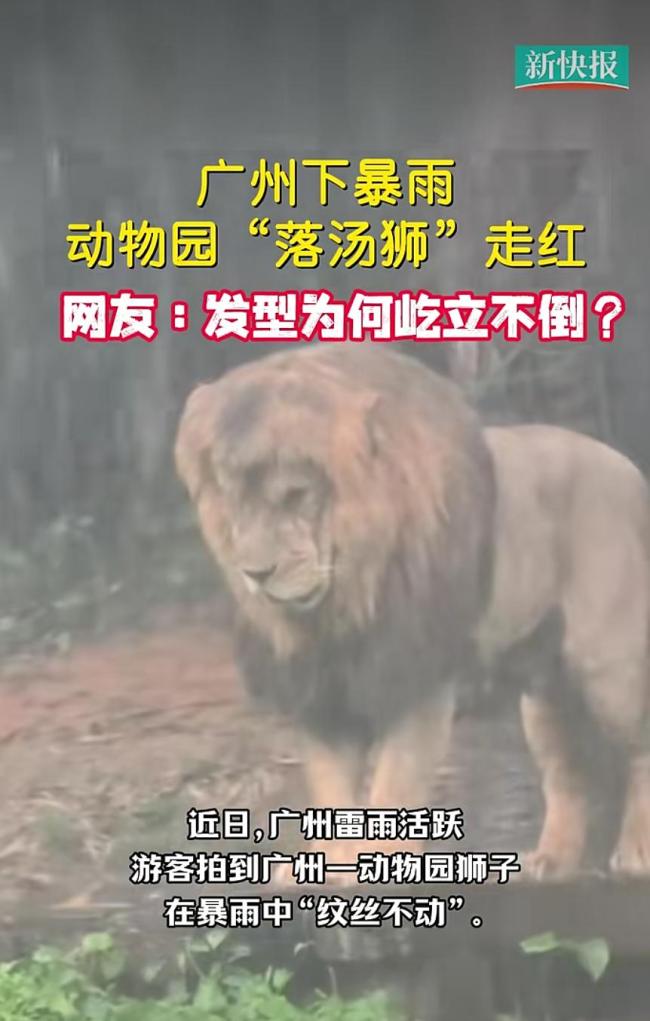 动物园“忧郁”淋雨狮子走红