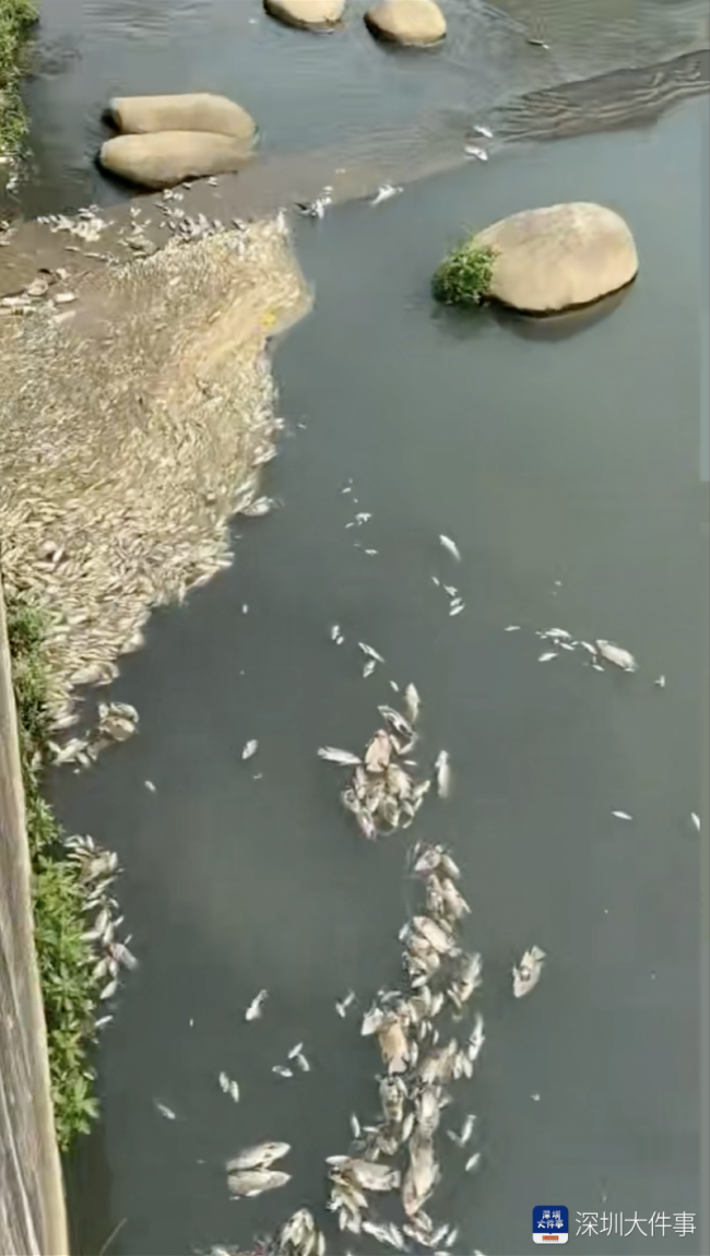 水务局称漂浮大量死鱼河道水质达标