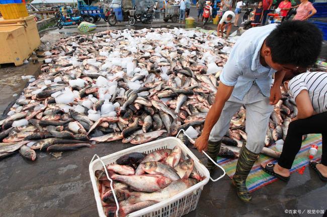 水产专家建议这6种鱼少吃 选错鱼反而伤身