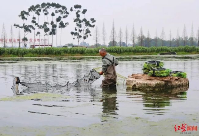 小龙虾上市了 价格比去年还便宜 川南早虾错峰上市
