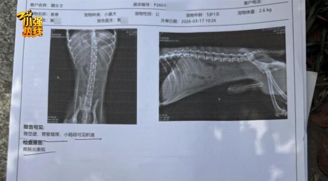 小狗输液时突然死亡女子报警 无资质人员操作引争议