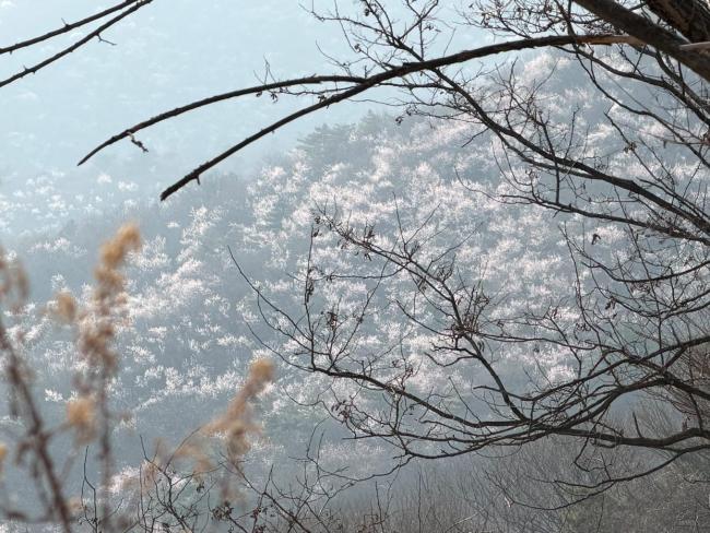 妙峰猴子园本日开园 春日赏花正其时