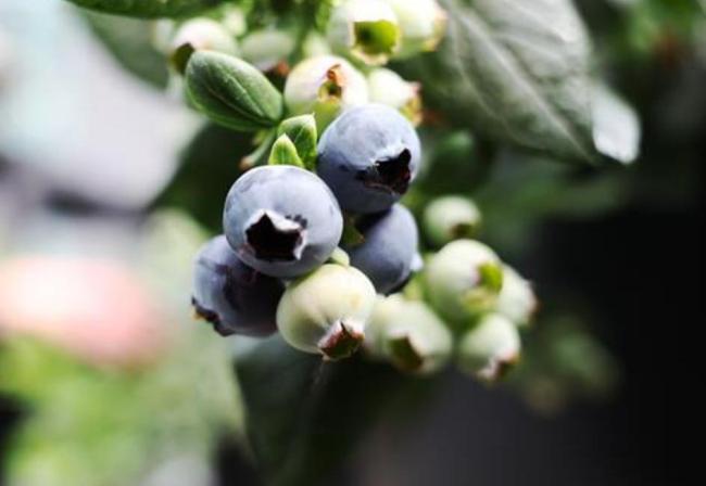 本年蓝莓怎么这样低廉