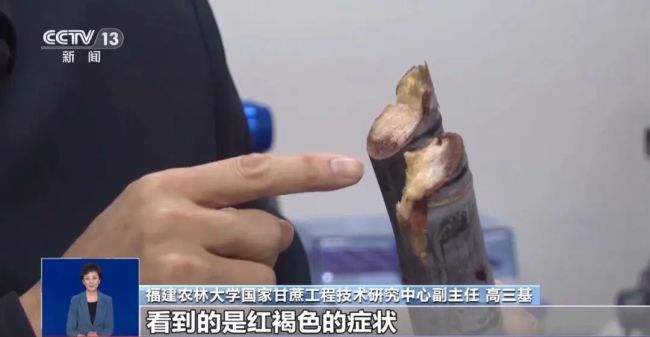 “清明蔗毒过蛇”是真的吗 霉变甘蔗需警惕