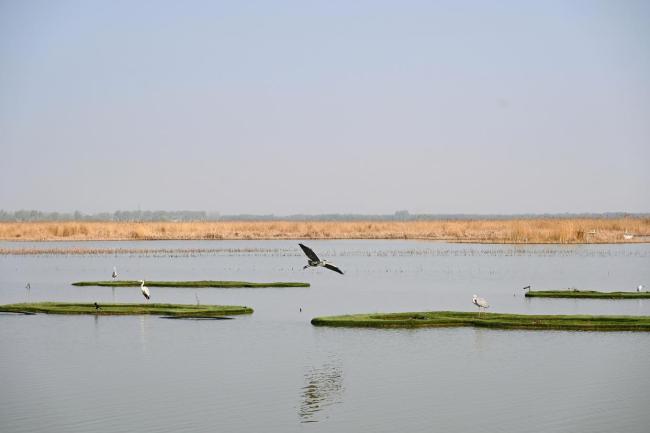 极危物种青头潜鸭全球首次野化放飞