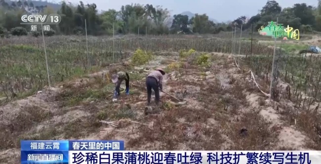 春天里的中国正上演“耕耘绽放”双重奏