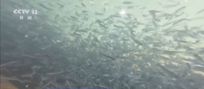 万里长江迎蓬勃新图景 绿色航运蓬勃发展