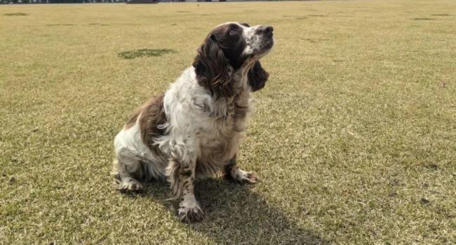 上海6只军犬退役面向社会招募领养人 寻找爱心新家