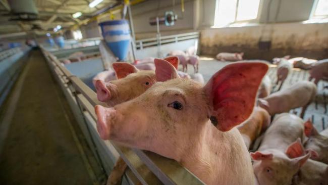 4月2日猪价大跌，仔猪母猪受影响