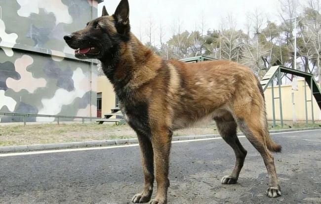 上海6只军犬退役面向社会招募领养人 寻找爱心新家