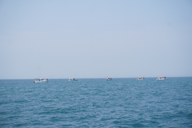 涠洲岛20余艘观鲸船围堵鲸鱼 人类追逐与围观的反思