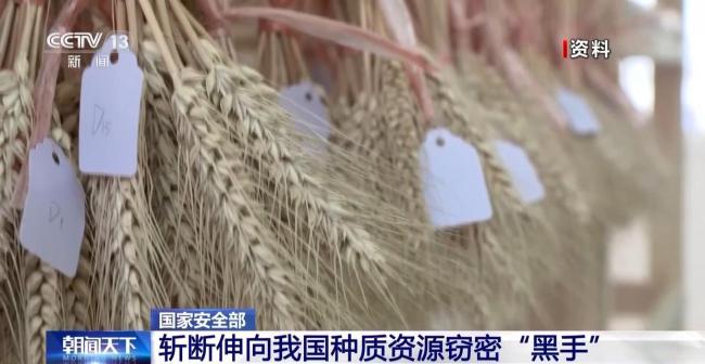 斩断伸向中国种质资源窃密黑手 守护国家粮食安全