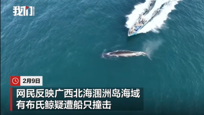 涠洲岛20余艘观鲸船围堵鲸鱼