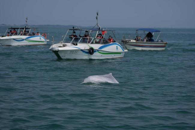 被“过度围观”的粉色海豚