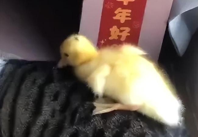 女子寄养鸭子被偷吃 两男子被拘留