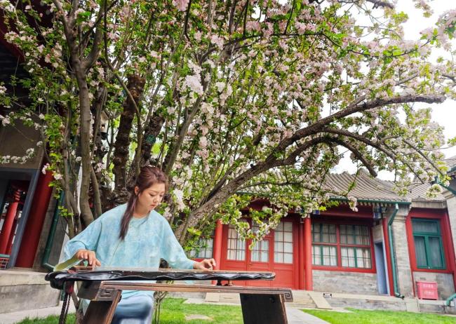 宋庆龄故居西府海棠盛放 春日京城动人景致