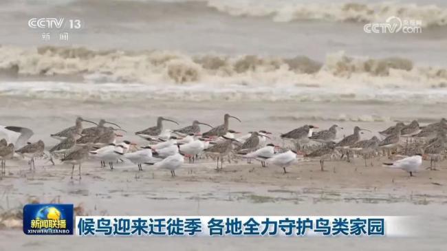 候鸟迎来迁徙季 各地全力守护鸟类家园