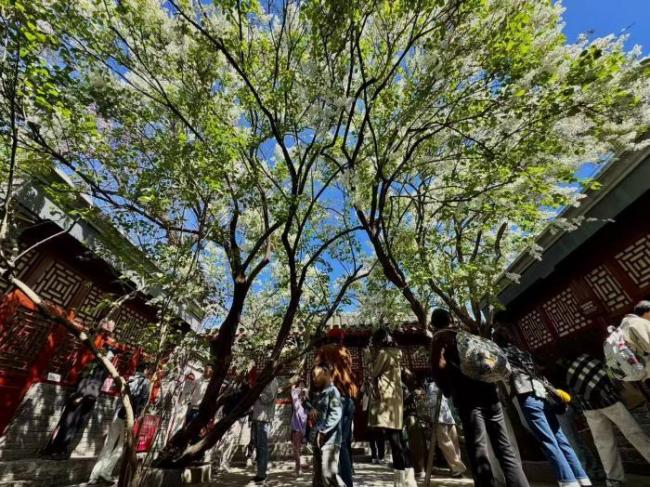 鲁迅手植白丁香101岁生日绽放迎客 百年名木春日盛放