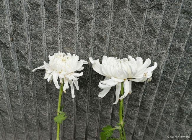 敬一丹谈清明:藏在节气里的生命智慧 悲喜交融的生活哲学