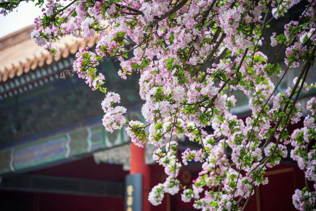 我一切齐好除了有点想你：梨花风起寄相念念
