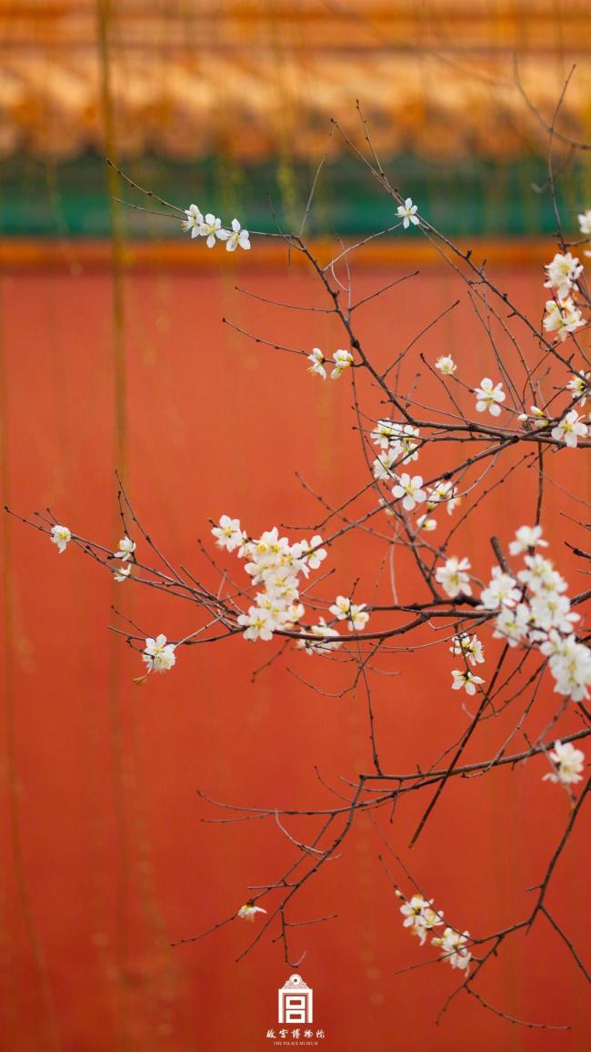 故宫海棠配红墙太出片了