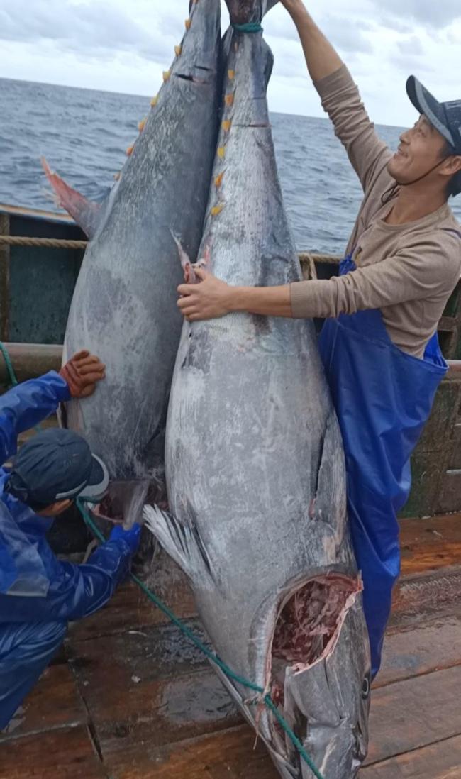 渔民捕获2条“巨无霸”金枪鱼