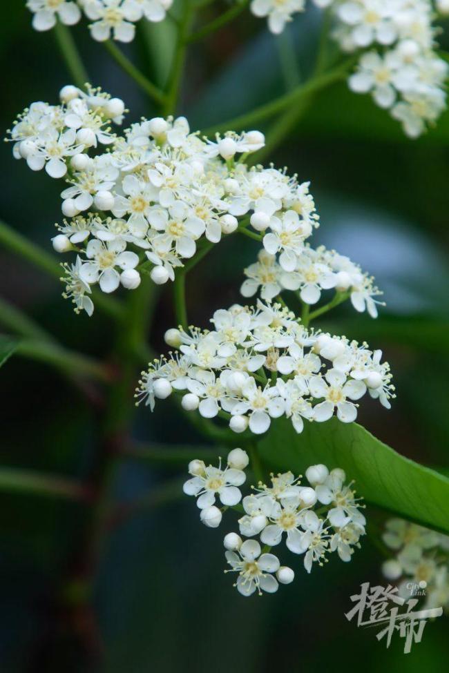 左右为“楠”的季节又到了 石楠花香惹争议