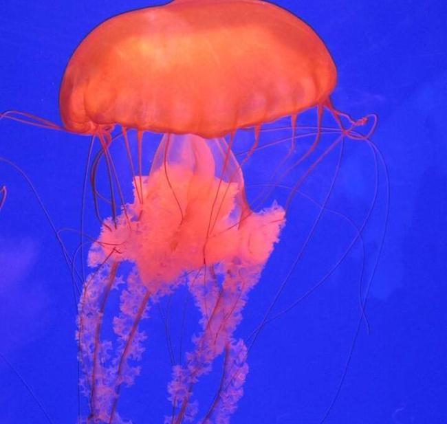 深圳海边的“粉色精灵”究竟是谁