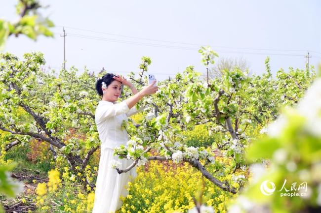 河南社旗：春风拂沃野 繁花满田园