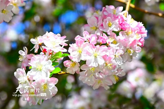 北京北海公园海棠花开
