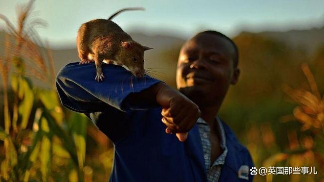 它只是一只老鼠却救了无数条命 排雷英雄Magawa