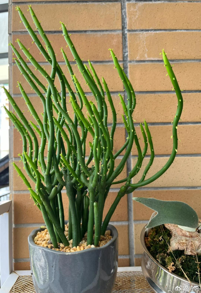 北京一爷爷一棵多肉养9年，网友：成精了，长成飞扬跋扈的样子