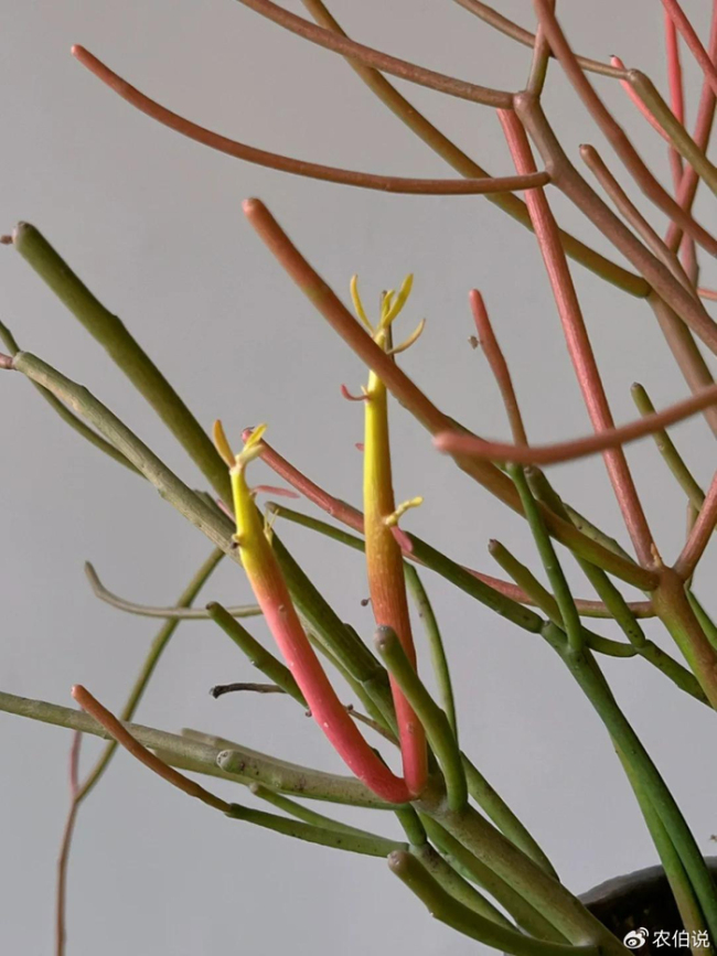 北京一爷爷一棵多肉养9年，网友：成精了，长成飞扬跋扈的样子