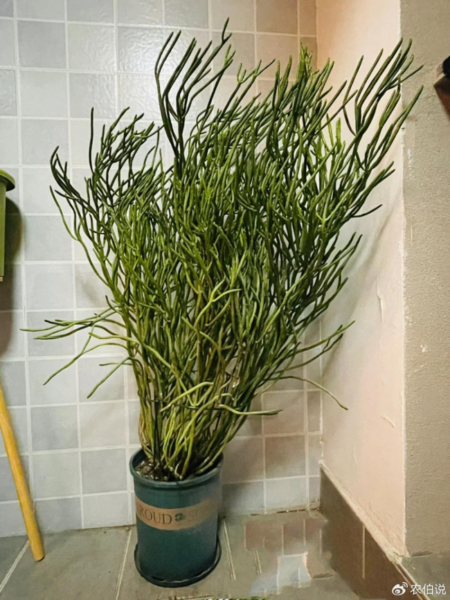 北京一爷爷一棵多肉养9年，网友：成精了，长成飞扬跋扈的样子