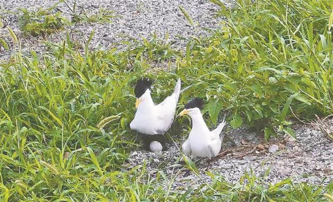 珍稀动物为何爱上福建 绿色生态撑起保护伞