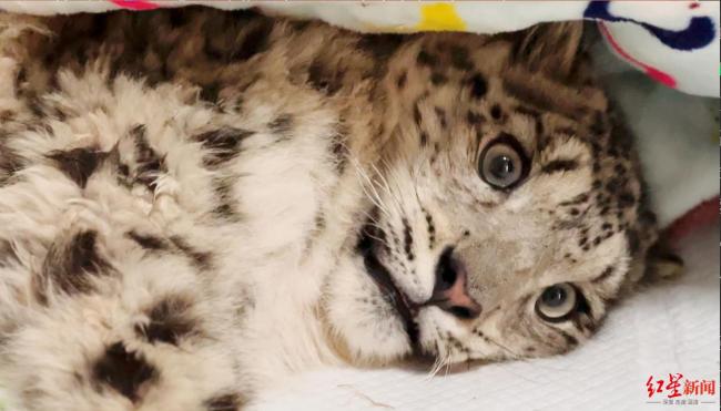 青海三江源一只幼年雪豹受伤被救护